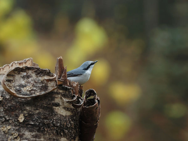 Pähkinänakkeli, Eurasian Nuthatch, Sitta europaea